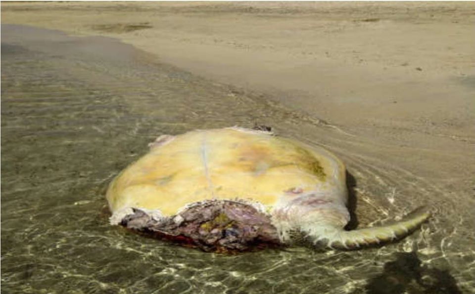 البيئة عن رصد سلحفاة نافقة بالبحر الأحمر: تعرضت للإفتراس من سمكة قرش 5