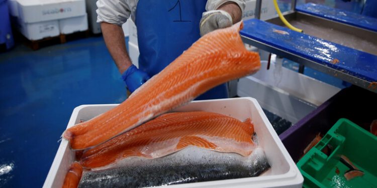 النرويج تبرىء سمك السلمون من عودة ظهور كورونا في الصين 1