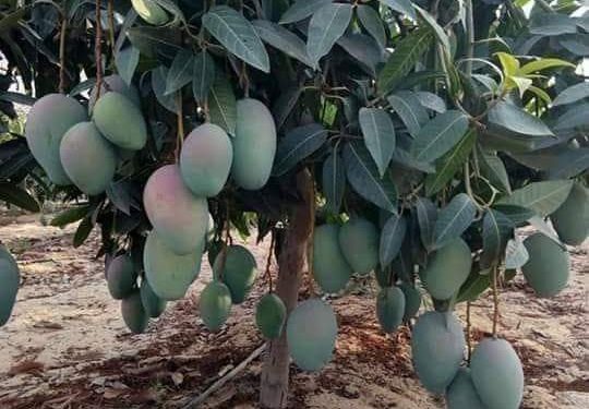 فاكهة المانجو في الإسماعيلية.. أكثر من 200 نوع تحتل صدارة اهتمامات المصريين في موسم الصيف 1