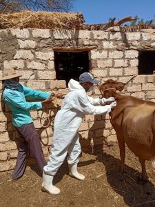الزراعة: تحصين أكثر من 2 مليون رأس ماشية ضد مرض الحمي القلاعية 4