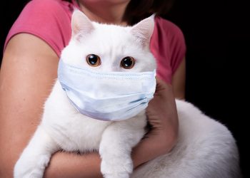 الفيروس يصل للحيوانات.. إصابة أول قطة بـ كورونا في بريطانيا 2