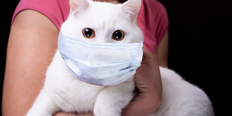 الفيروس يصل للحيوانات.. إصابة أول قطة بـ كورونا في بريطانيا 1