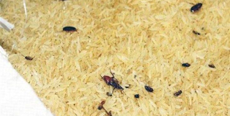 ضبط أرز فاسد يحتوي على حشرات بالقاهرة