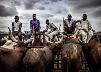 اصحاب البقر في نيجيريا