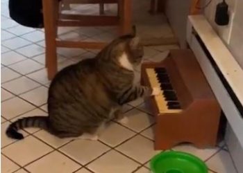 تعرف على القط عازف البيانو في أمريكا 3