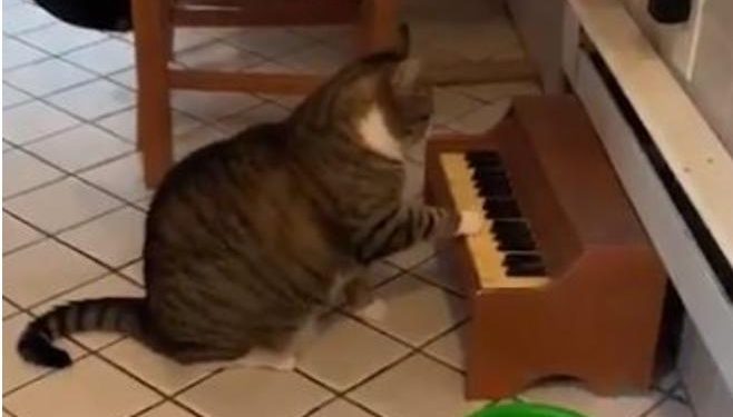 تعرف على القط عازف البيانو في أمريكا 1