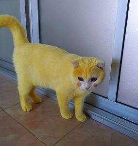 هل تريد أن ترى بوكيمون الحقيقي؟ هذه القطه الصفراء أقرب شئ لها 5
