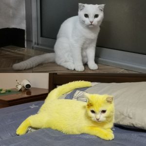 هل تريد أن ترى بوكيمون الحقيقي؟ هذه القطه الصفراء أقرب شئ لها 2