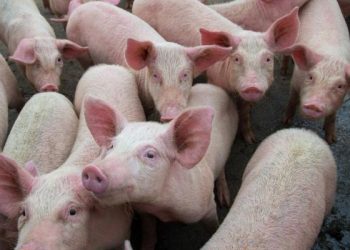 خبير تغذية لـ «آوان مصر»: تناول لحم الخنازير يسبب التهاب الكبد وسرطان بالمثانة 3