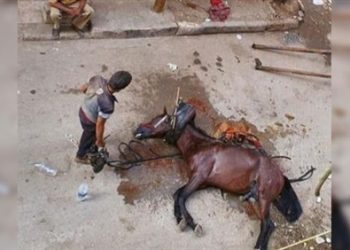 ضربا حصانًا حتى الموت.. المتهمان: "كنا عاوزين نفوقه" 2