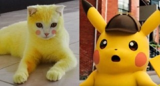 هل تريد أن ترى بوكيمون الحقيقي؟ هذه القطه الصفراء أقرب شئ لها 1