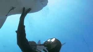 ويل سميث يتغلب على خوفه من الماء ويسبح مع أسماك القرش.. صور 5