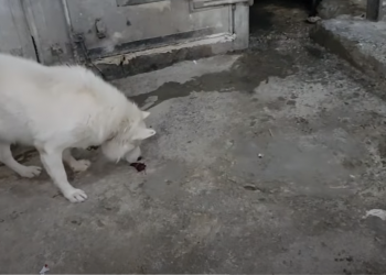 تجربة فلسطينية تؤكد: الكلاب لاتأكل لحم الخنزير (فيديو) 2