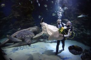 جلسات تصوير وحفلات زفاف بالكامل تحت الماء.."صور" 3