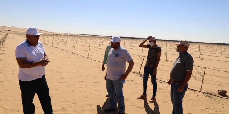 محافظ جنوب الوادي يتفقد مشروع لزراعة الزيتون على مساحة ١٠٠٠ فدان 1