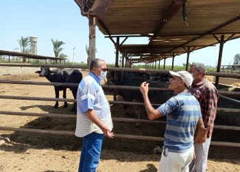 محافظ أسيوط يتابع تطوير مزارع الثروة الحيوانية بمزرعة بني سند 13
