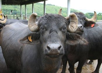 ضبط رأس ماشية غير صالحة للاستخدام الآدمي بـ المنيا 5