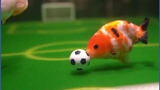 شاهد.. كرة الزعانف.. أسماك صينية تمارس كرة القدم 1