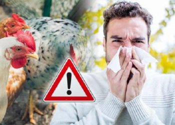 أعشاب طبيعية لعلاج أنفلونزا الطيور