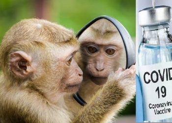 القرود ولقاح كورونا