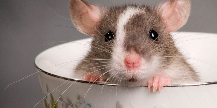 تفسير حلم رؤية الفأر في المنام