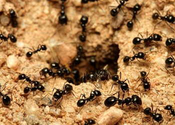 تفسير حلم رؤية النمل في المنام