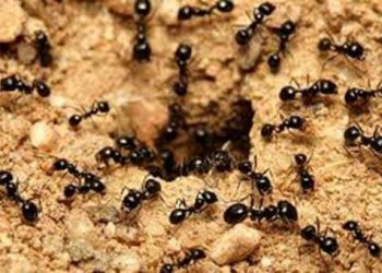 سعر النملة 3آلاف جنية.. كيف تربح الملايين من تجارة الحشرات والديدان على الإنترنت 1