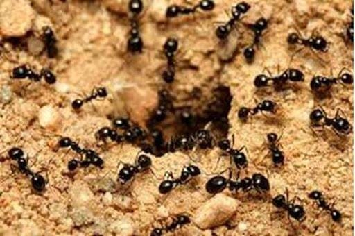 سعر النملة 3آلاف جنية.. كيف تربح الملايين من تجارة الحشرات والديدان على الإنترنت 1