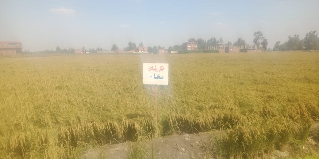 حصاد أكثر من 180 ألف فدان أرز بـ محافظة الشرقية 2