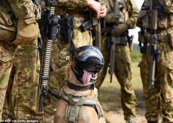 تطوير نظارة للكشف عن المتفجرات يستخدمها 25 ألف كلب بالجيش الأمريكي 1