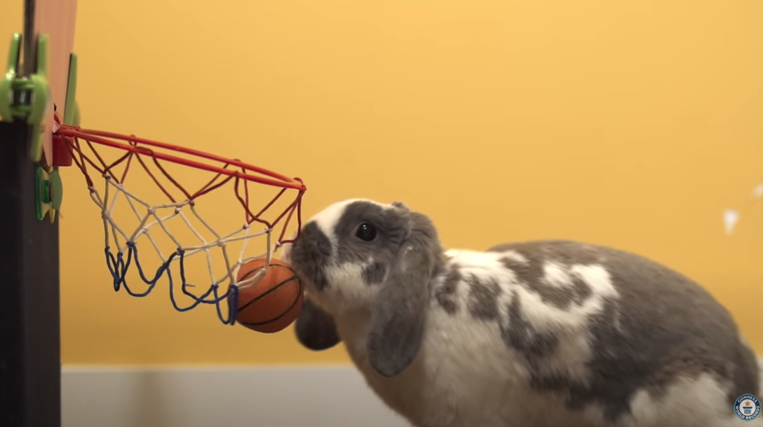 الأرنب بيني يدخل موسوعة جينيس بموهبته في كرة السلة 2