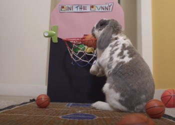 الأرنب بيني يدخل موسوعة جينيس بموهبته في كرة السلة 3