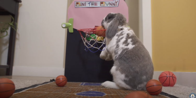 الأرنب بيني يدخل موسوعة جينيس بموهبته في كرة السلة 1