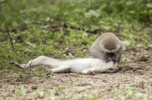 صورة خادعة لقرد يحاول إنقاذ شريكته