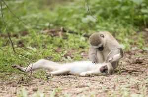 قبلة الحياة.. صورة خادعة لقرد يحاول إنقاذ شريكته 2