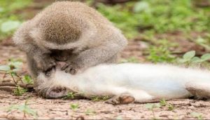 قبلة الحياة.. صورة خادعة لقرد يحاول إنقاذ شريكته 1