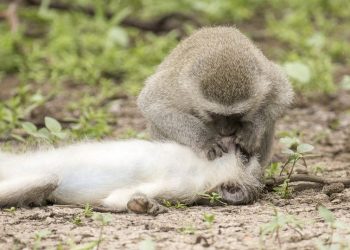 صورة خادعة لقرد يحاول إنقاذ شريكته