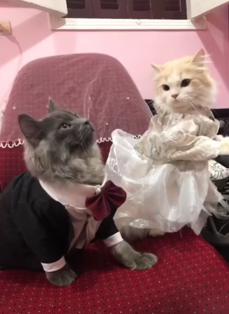 فيديو.. زفاف القطتين ليلى وبندق والعريس غاضب لعدم تنظيم الفرح 1