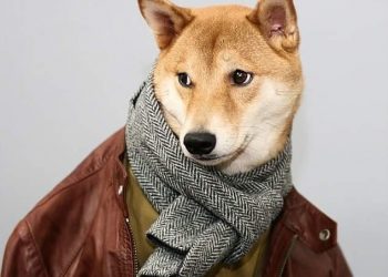 بودي أول كلب عارض أزياء بالعالم