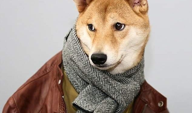 بودي أول كلب عارض أزياء بالعالم