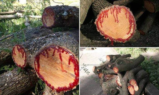 شجرة دم التنين