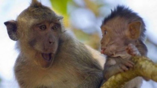قصة مثل القرد في عين أمه غزال