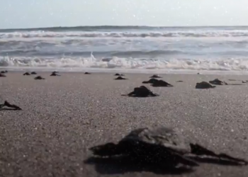 إطلاق مئات السلاحف البحرية إلى المحيط الهادئ لحفظها من الانقراض بالسلفادور 1