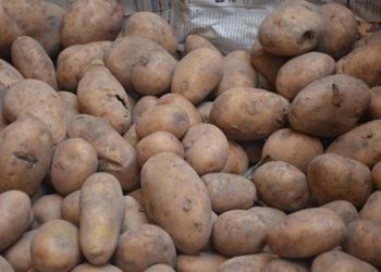 طلب إحاطة لوزير الزراعة لانتشار عفن البطاطس والإضرار بالتصدير 2