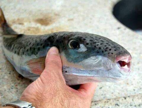 سمكة القراض
