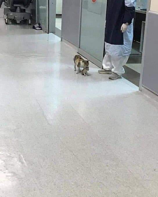 ممكن أكشف؟.. قطة تستغيث بالأطباء وتحمل ابنها لطوارئ المستشفى «صور» 2