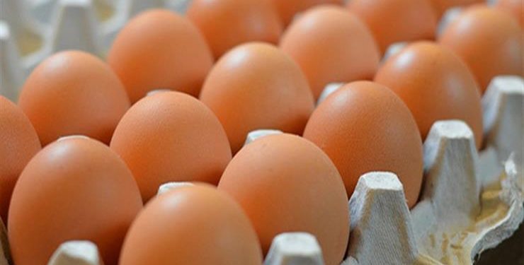 سعر البيض الاحمر اليوم في بورصة البيض 1
