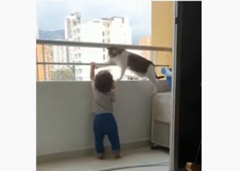 شاهد.. قطة تنقذ طفلًا قبل أن يقفز من البلكونة 1