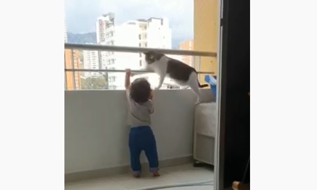 شاهد.. قطة تنقذ طفلًا قبل أن يقفز من البلكونة 1