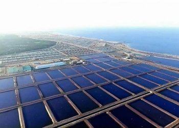 خبير اقتصادي لـ أوان مصر: مشروع الاستزراع السمكي يحقق استقرار سعر الصرف الأجنبي 3